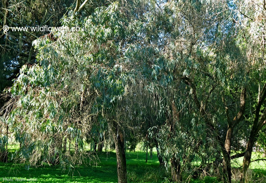 Eucalyptus bicolor